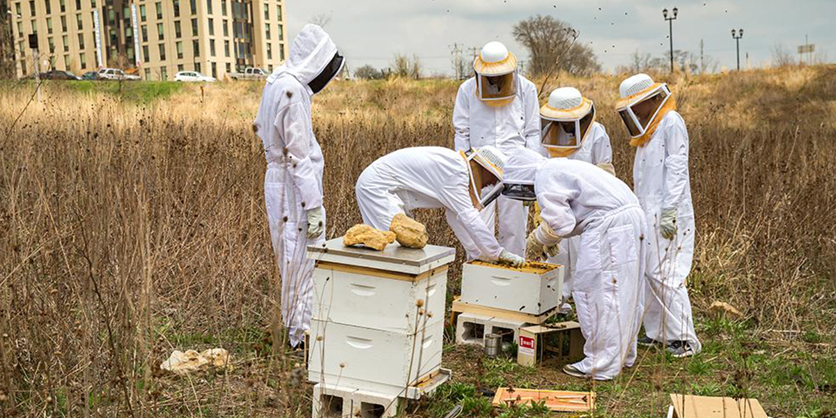 Group conducting bee research
