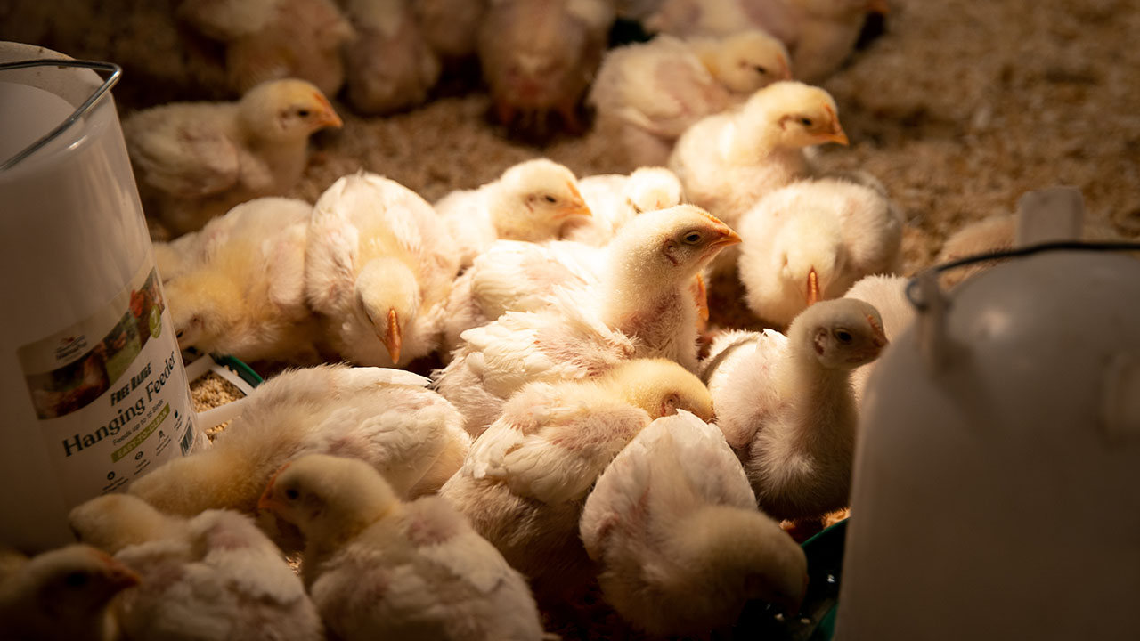 Broiler chickens in feeding trial