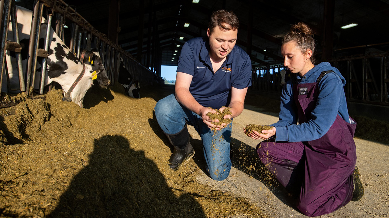Olivia Adams conducts research with Dr. Ryan Pralle, assistant professor in the School of Agriculture.