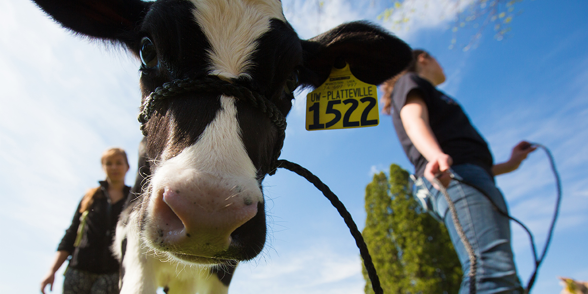 Cow with students