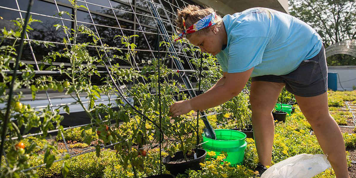 Kaley Mumma working in Glenview Commons rooftop garden