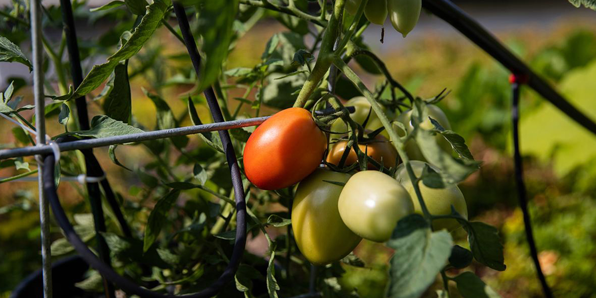 Tomatoes grown on Glenview Commons rooftop garden