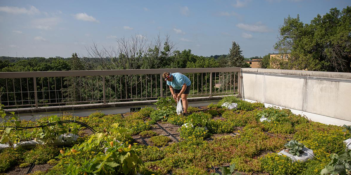 Kaley Mumma working in Glenview Commons rooftop garden