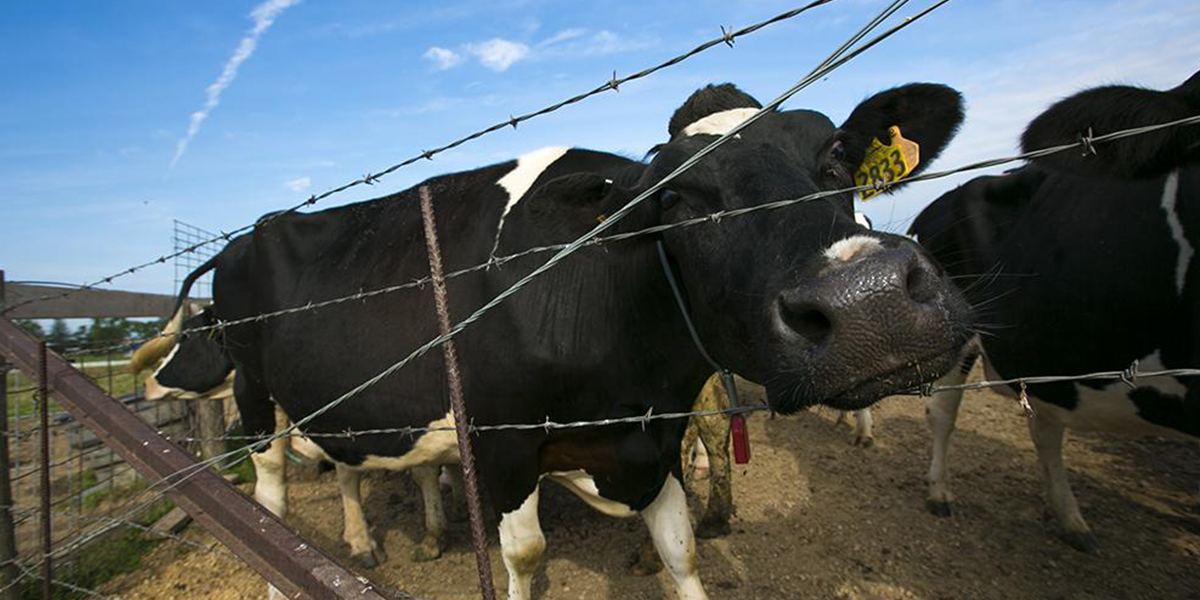 Holstein cow