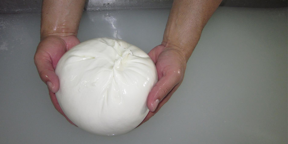 Participants observed the making of mozzarella from buffalo milk