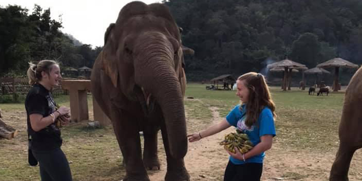 Students feeding elephants