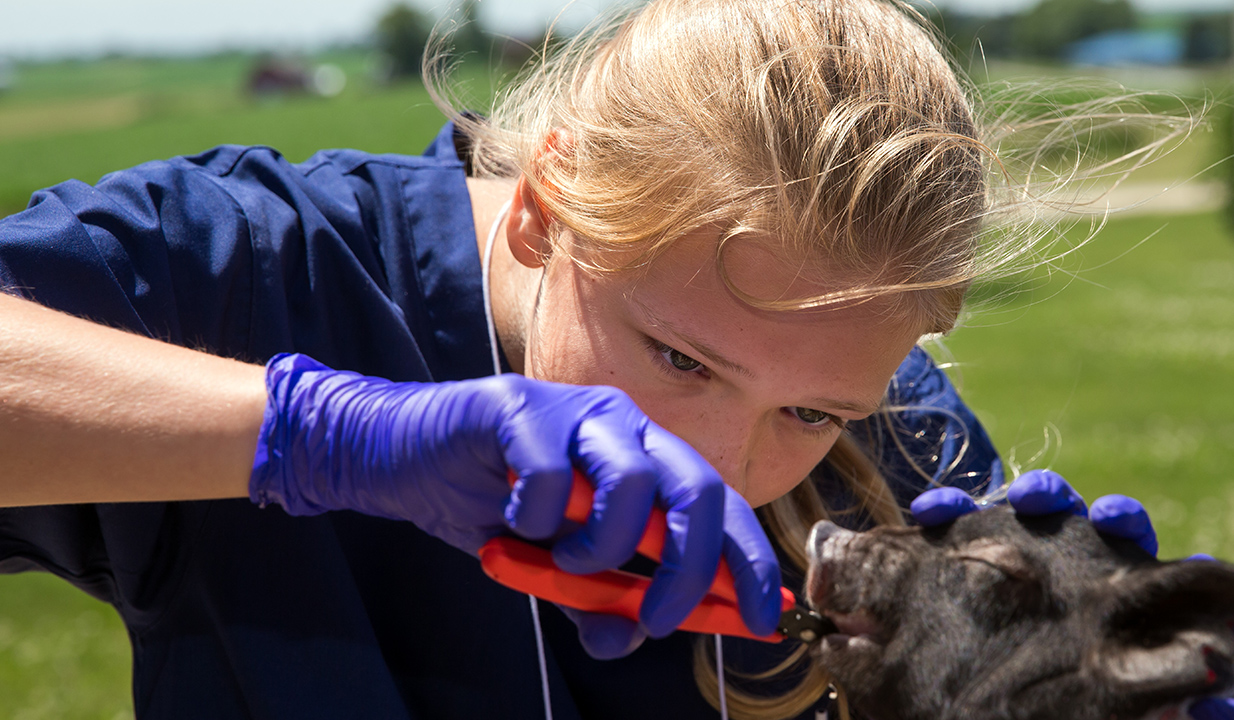 Student working with pig