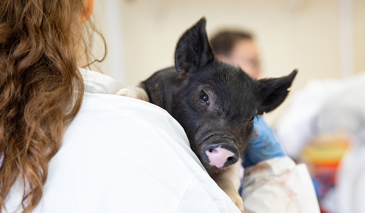 student holding pig