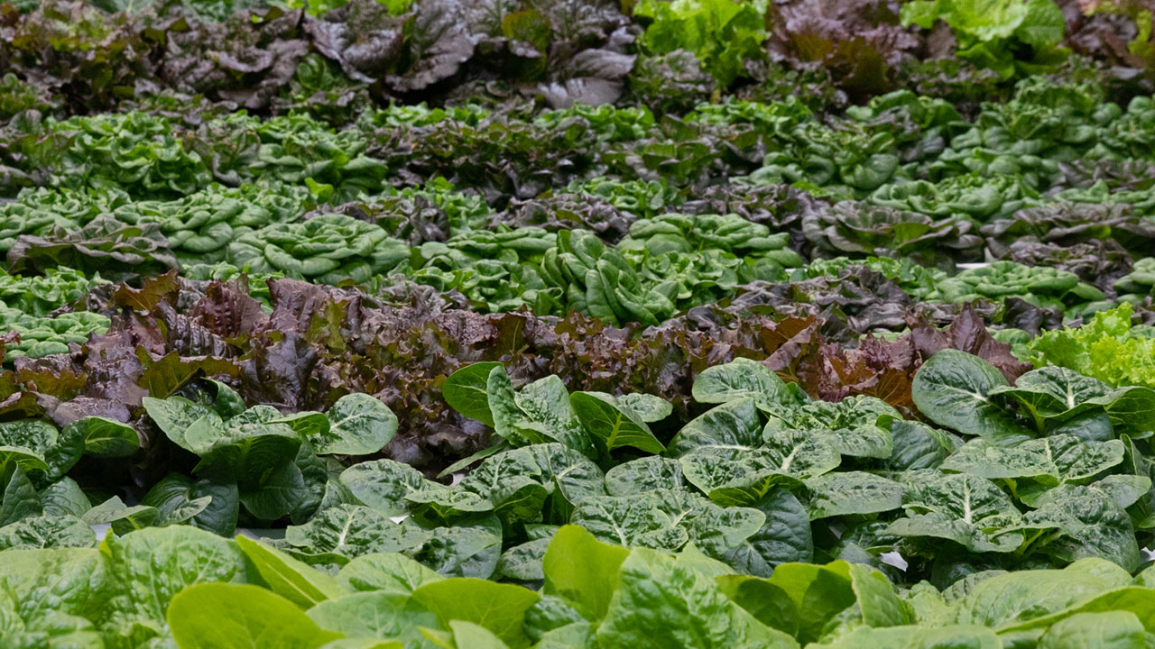 Hydroponics open house