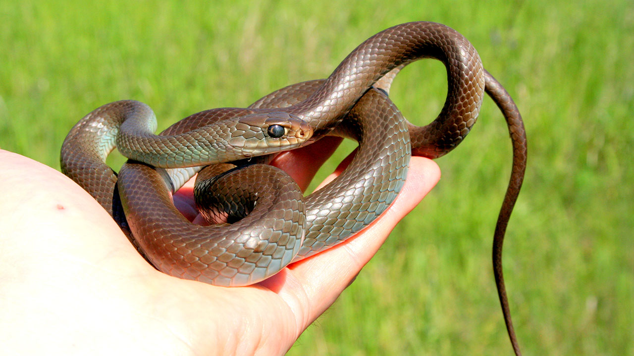 Slithering into your knowledgebase: Snake Facts! - Veterinary Medicine at  Illinois