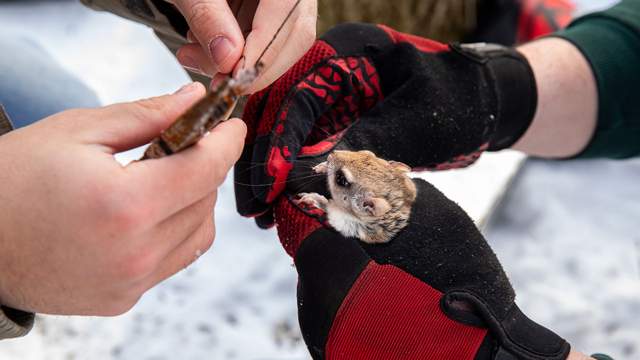 Flying squirrel research