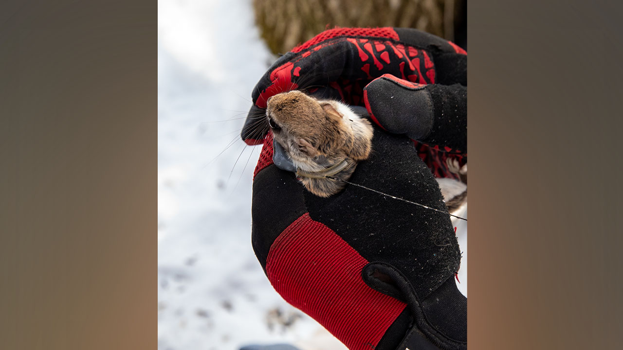 Flying squirrel research