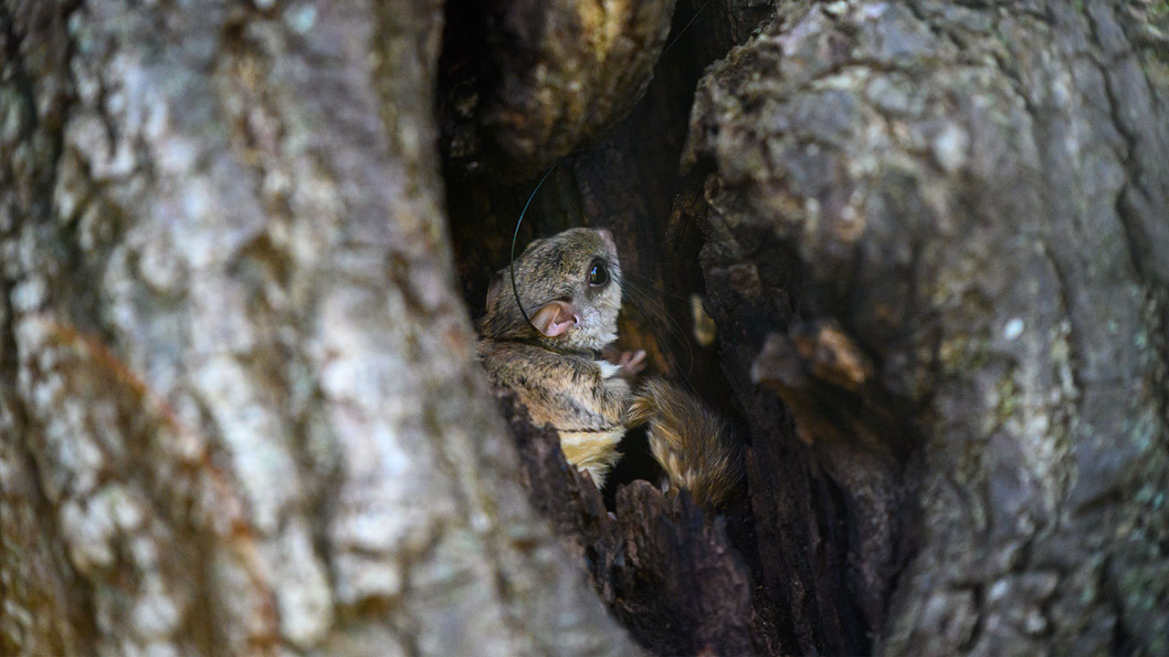 Flying squirrel research