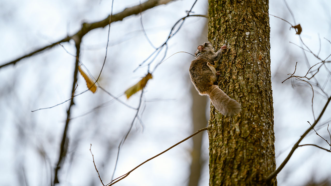 Flying squirrel research