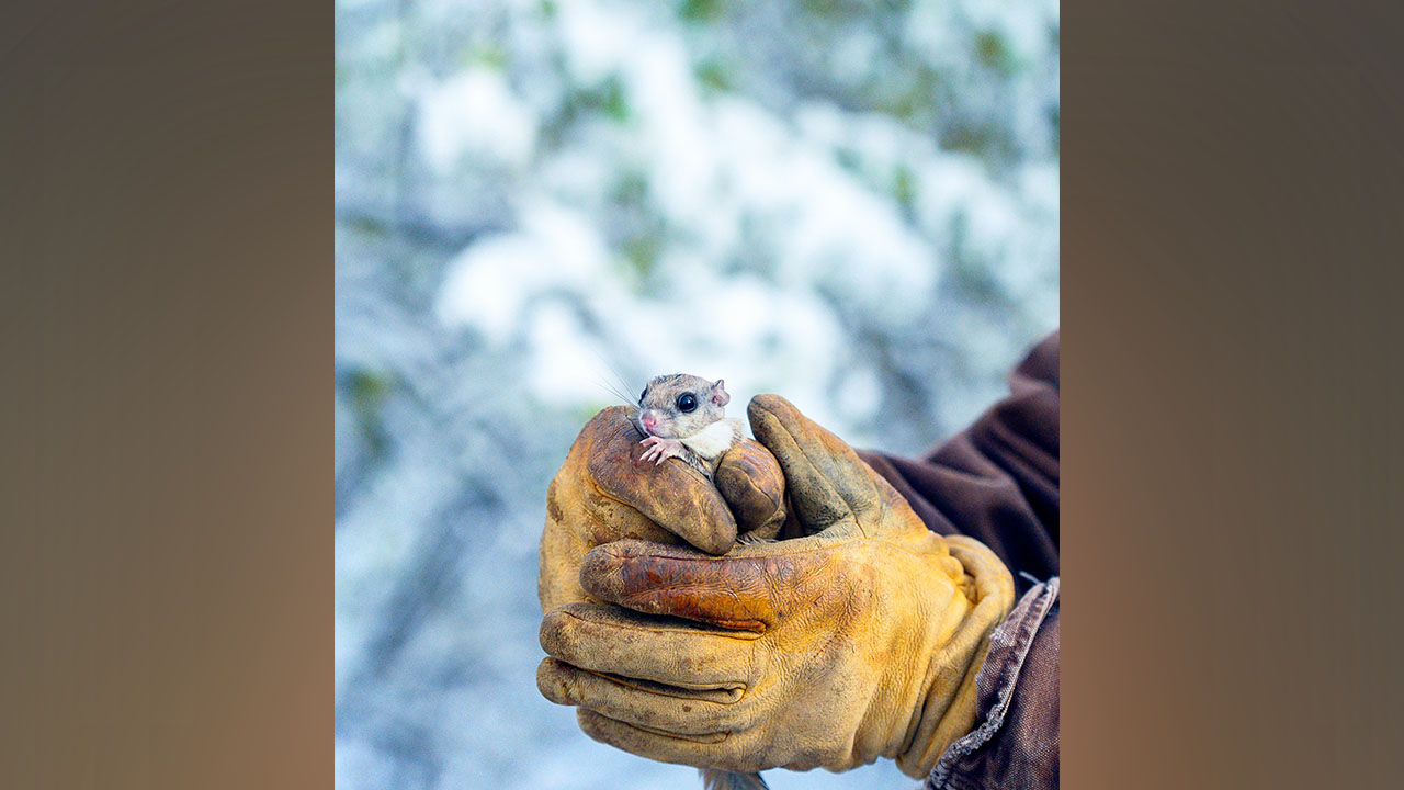 Flying squirrel research