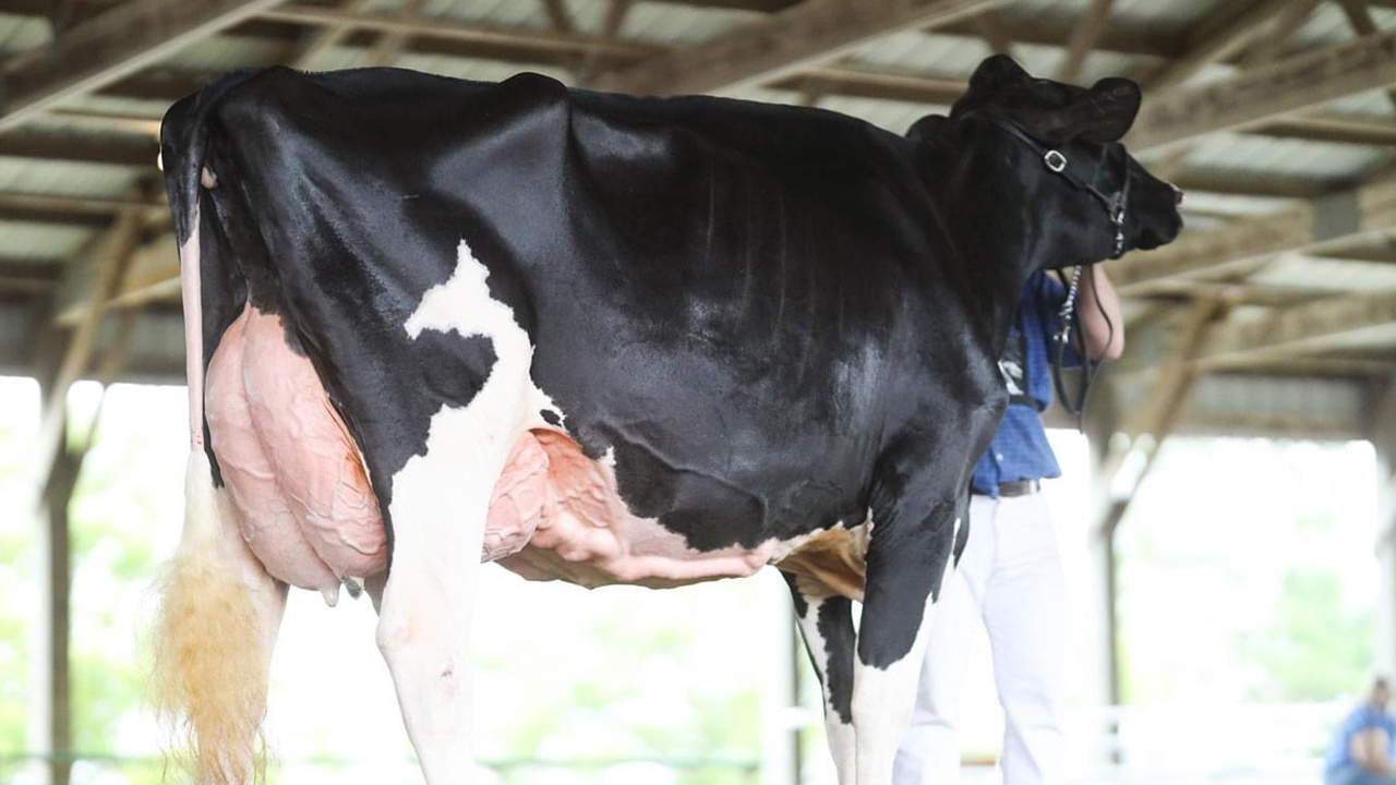 cow at district show