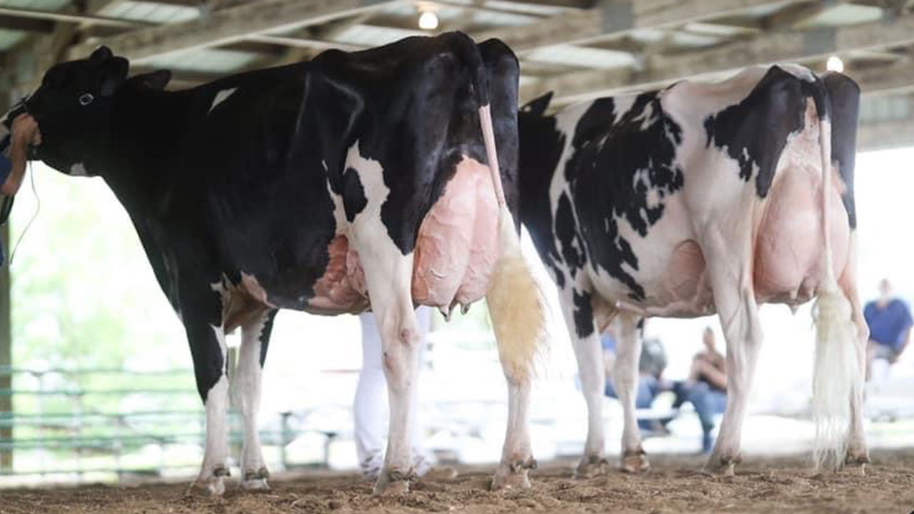 cows at district show