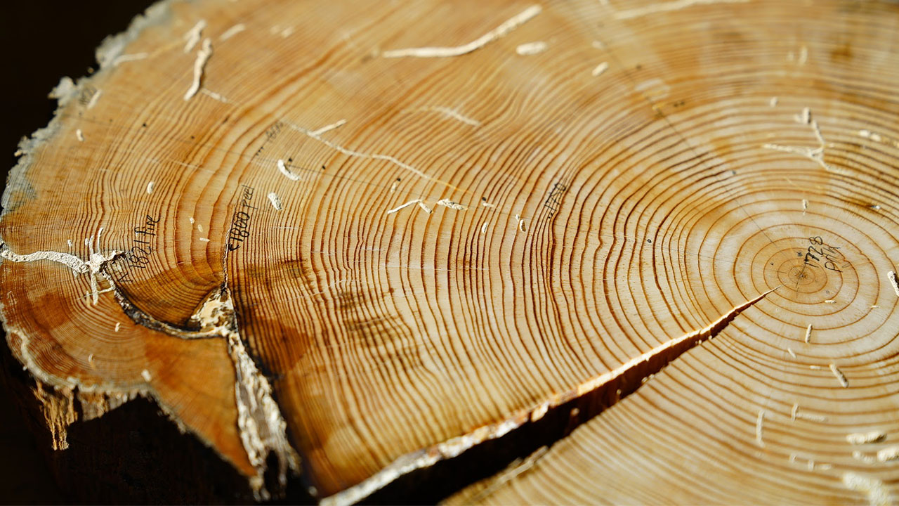 Tree Rings