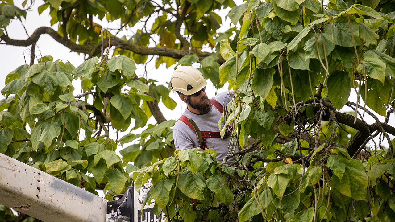 Catalpa Tree 4