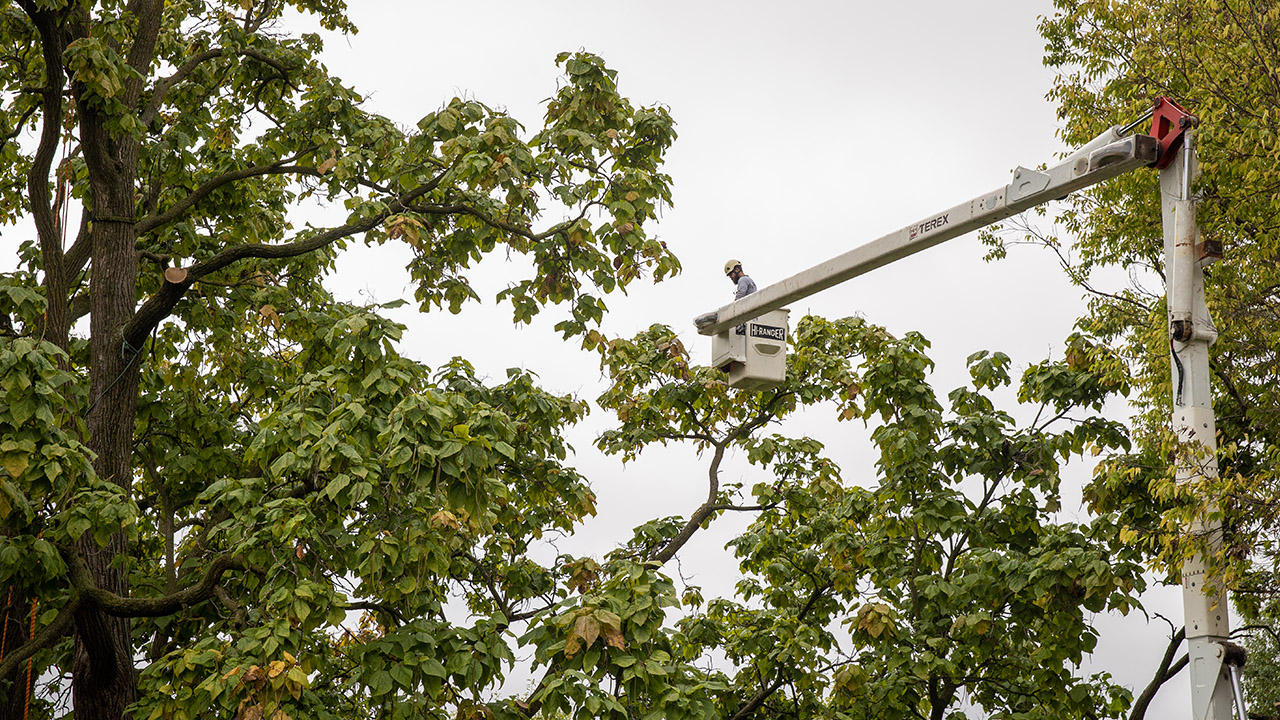 Catalpa Tree 5