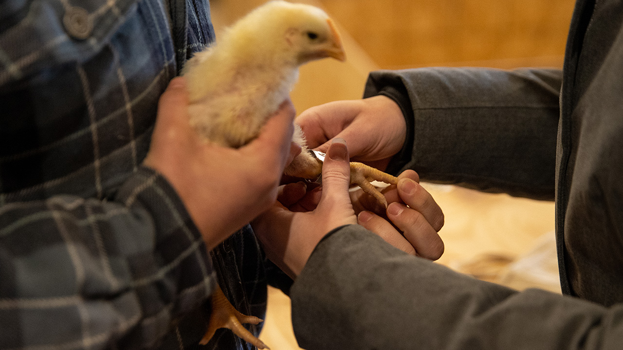 Feeding trial with broiler chicken