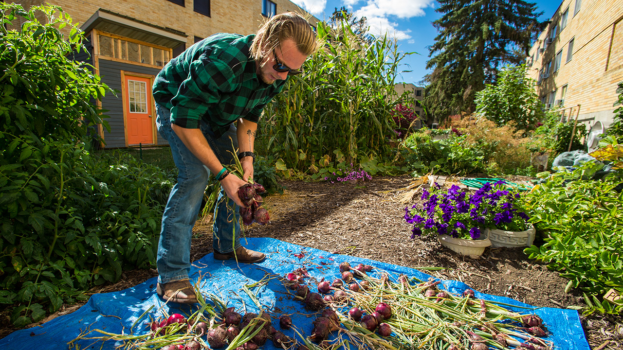 Student working in edible garden