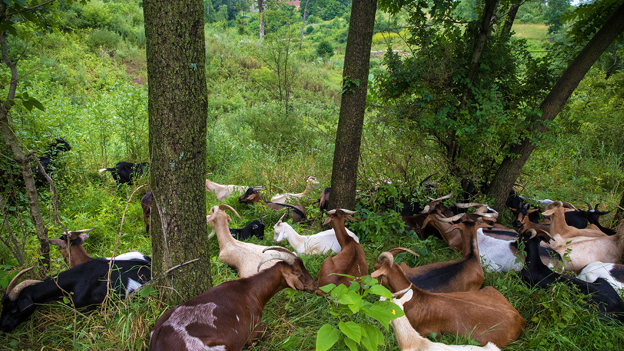 Goats in Memorial Park