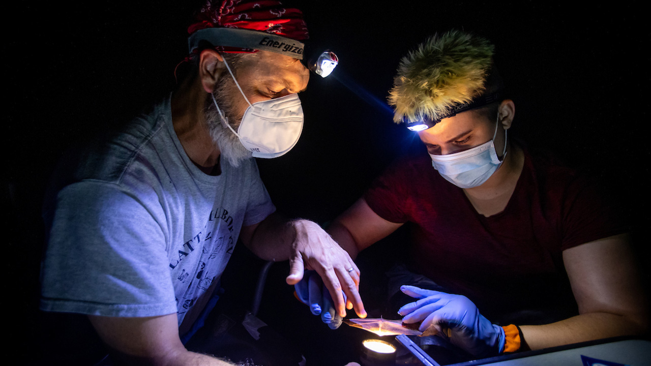 Kirsten Magedanz and Dr. Jeff Huebschman research the evening bat. 