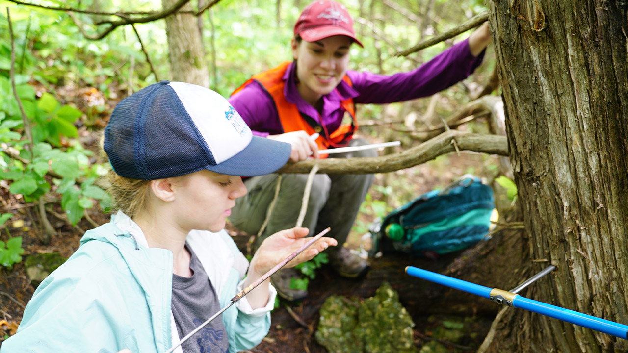 Redcedar sample collection