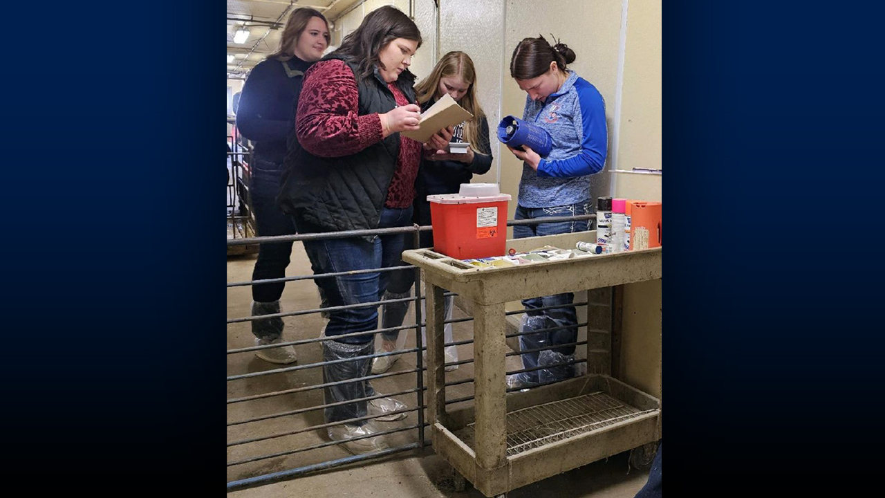 Students work together to complete the swine portion of the lab practical.