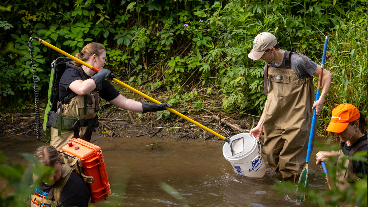 Students shock and catch fish.