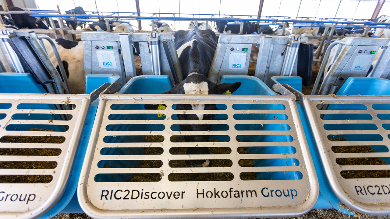 Smart grazing: cows enjoy their meals while researchers track their intake at the 24 feed stations.