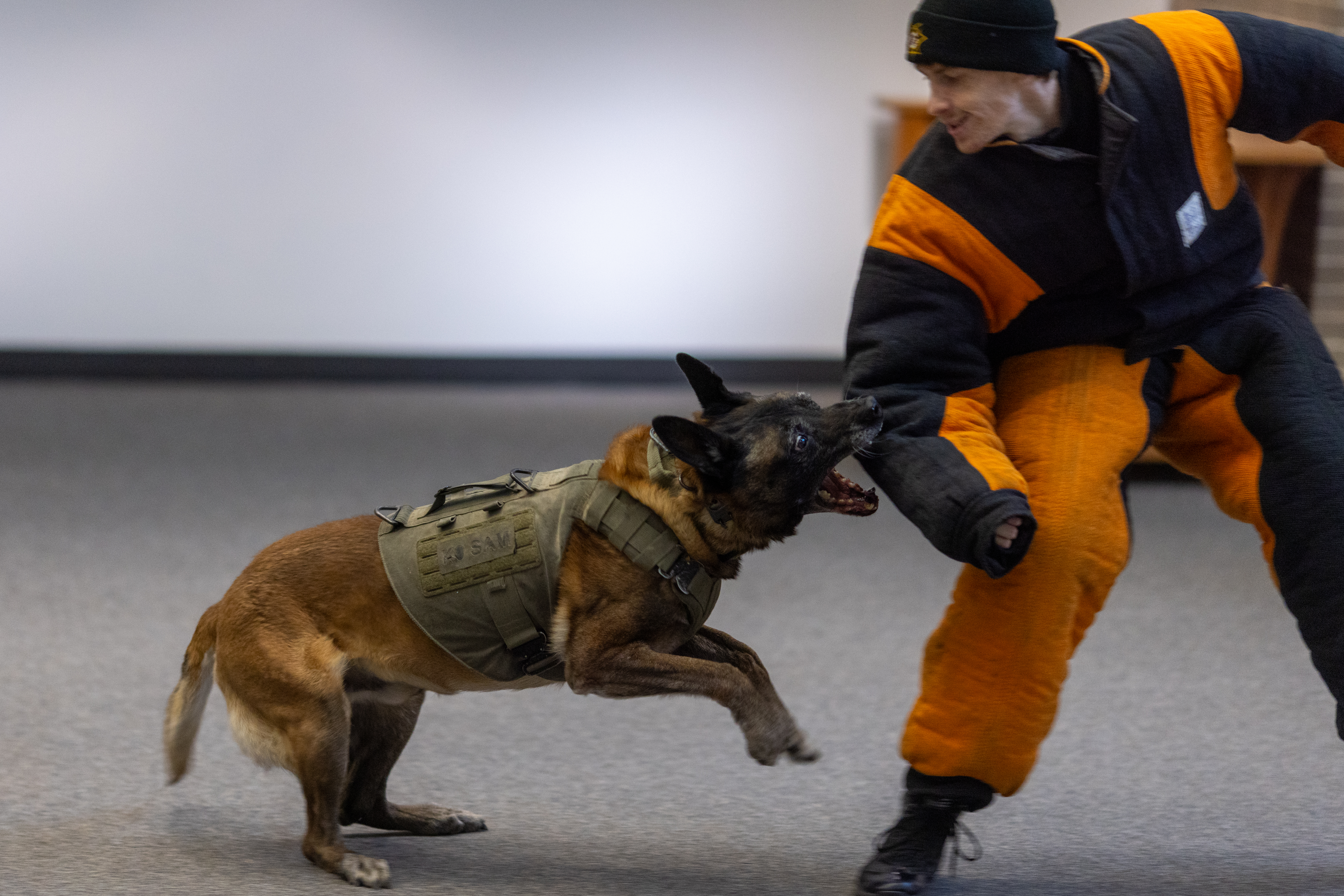 The always popular K9 demonstration in action, showcasing teamwork and skill!