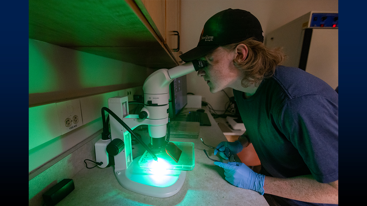 A student selects transgenic plants using fluorescent marker expressed in the roots.