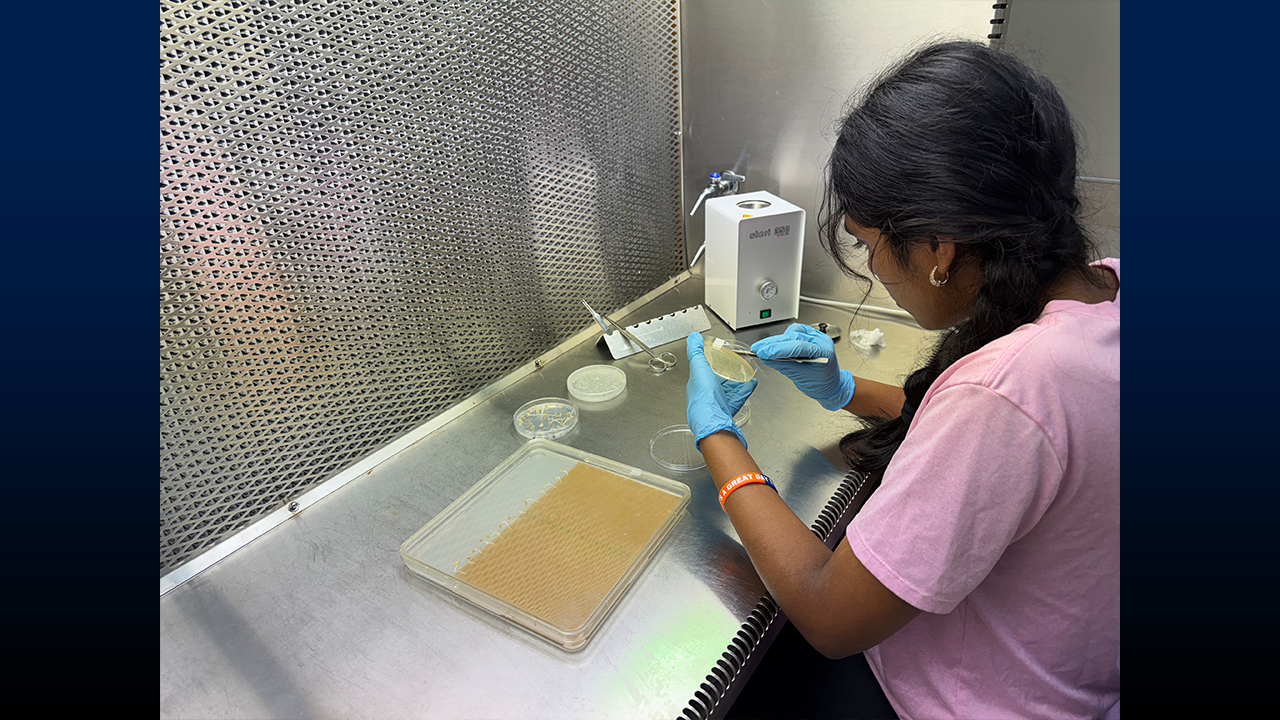 A student in the boot camp performs Agrobacterium-mediated hairy root transformation.