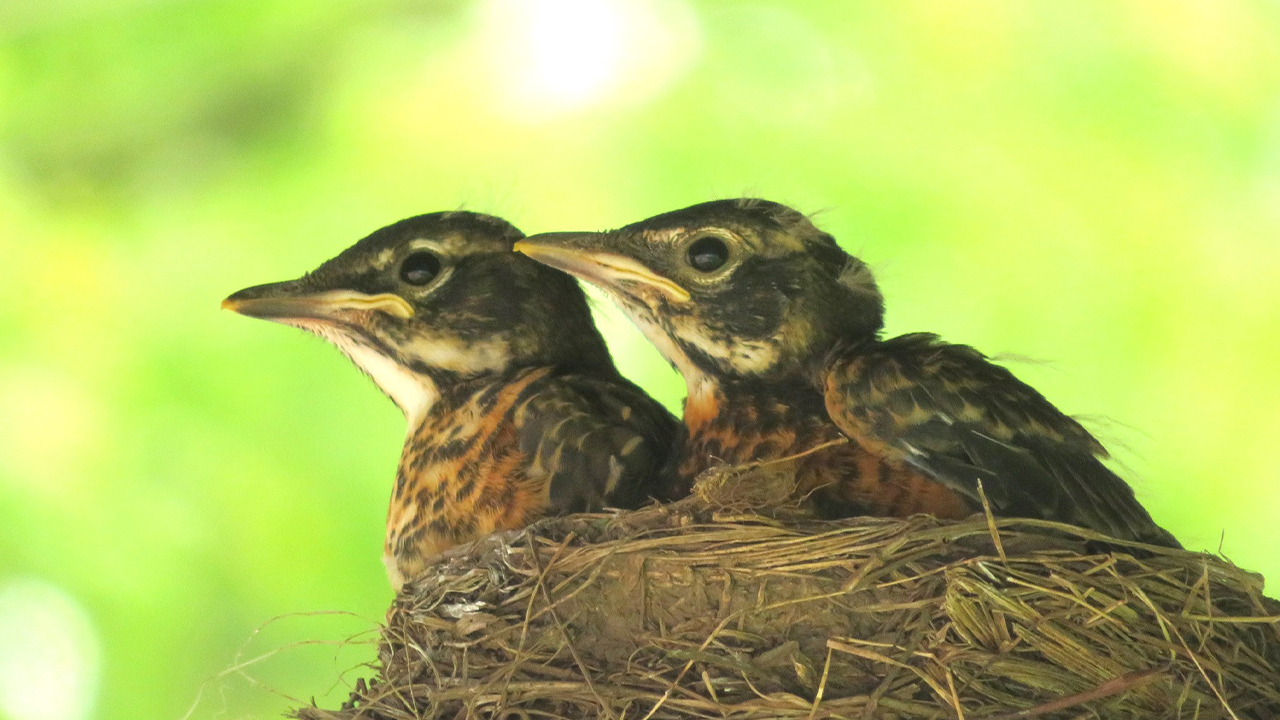 A nest of baby robins, spotted along the Rountree Branch Trail near Rountree Commons. “I appreciate the university’s geographic location and its connection to nature,” said Isbister. 