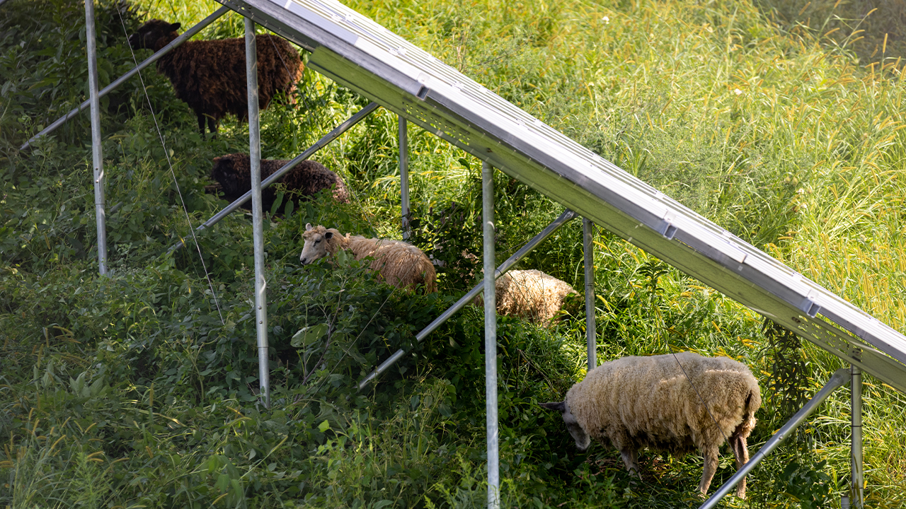 Sheep offer a natural, cost-effective alternative to traditional landscaping by grazing on weeds and grass—even on steep or uneven terrain.