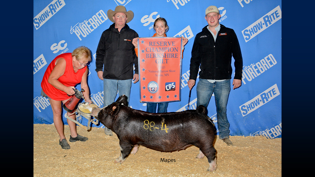 Reserve Champion Berkshire gilt at the National Barrow Show.