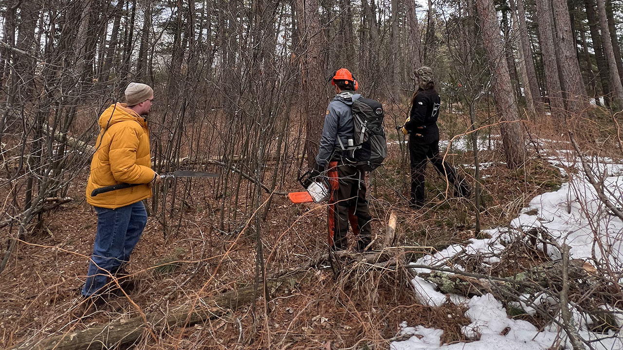 Three individuals standing in a wooded forest area, one holding a chainsaw.