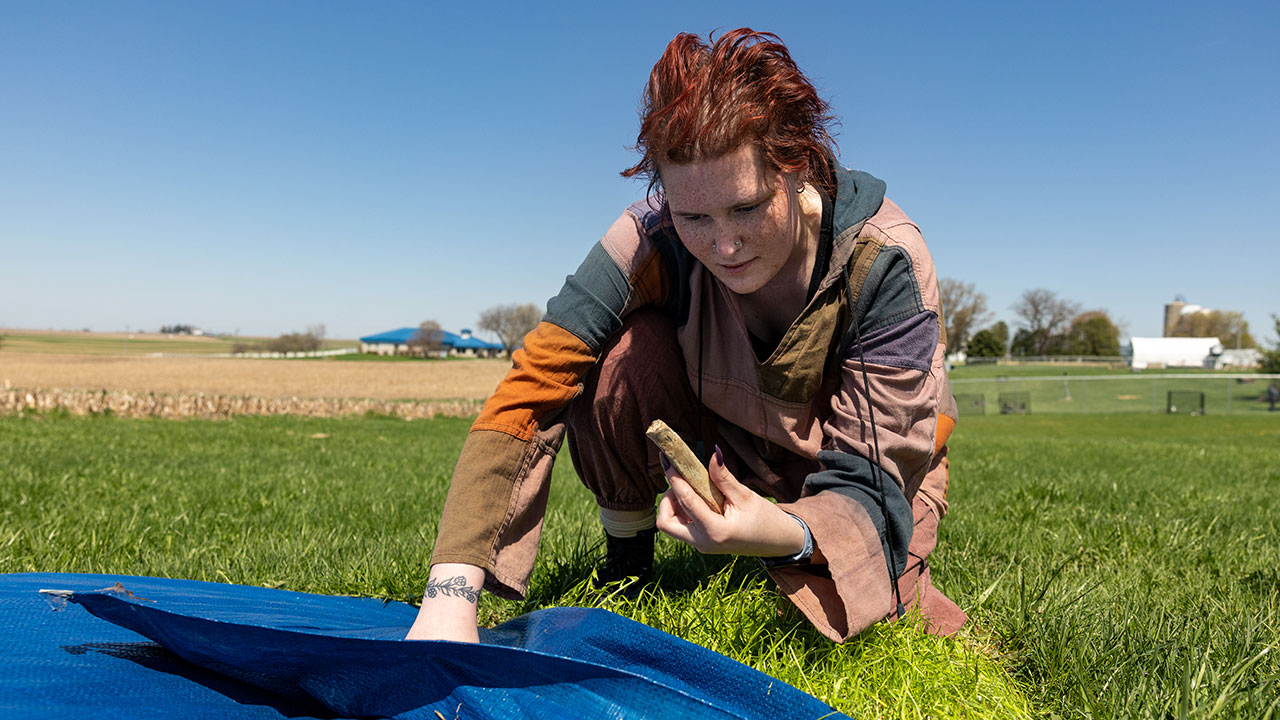 Person crouching on grass, holding an animal bone while uncovering a blue tarp in a field.