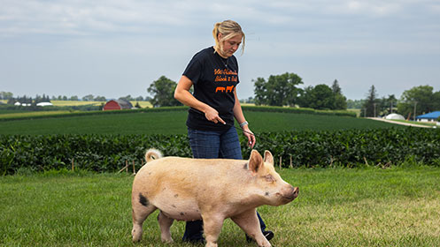 UW-Platteville senior Sophia Daugherty walks one of the pigs she plans to show at the Wisconsin State Fair around the fields of Pioneer Farm on Aug. 4, 2026.