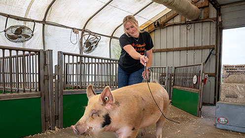 UW-Platteville senior Sophia Daugherty leads a pig out of its pen on Pioneer Farm.
