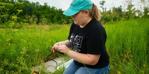 Jessica Wells monitoring snakes
