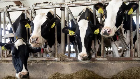 dairy cows at Pioneer Farm