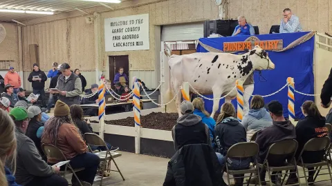 The Pioneer Dairy Classic Sale is the culmination of months of hard work and dedication from club members.