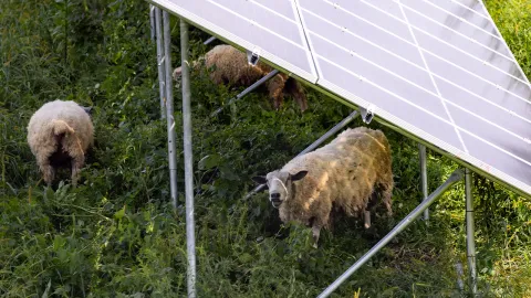Sheep graze beneath the solar array at UW-Platteville, providing sustainable landscape maintenance on hard-to-reach terrain.