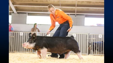 Sophia Daugherty exhibiting a class-winning Berkshire boar at the Wisconsin State Fair. This boar went on to win his class at the Iowa State Fair and was later named Champion Berkshire Boar at the National Barrow Show.