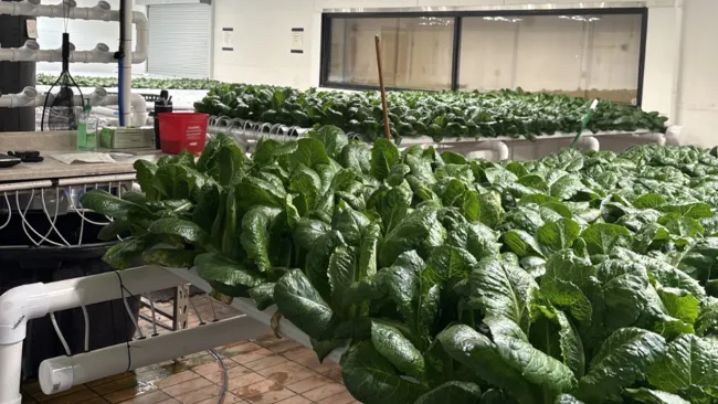 By introducing students to hydroponics and aquaponics, the lab has the ability to teach that food production doesn’t have to rely on large carbon footprints associated with fuel and long-distance transportation. 