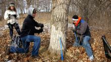 Driftless Oaks Research