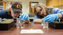 Students conducted genetic analyses while learning about legume-rhizobia symbiosis.